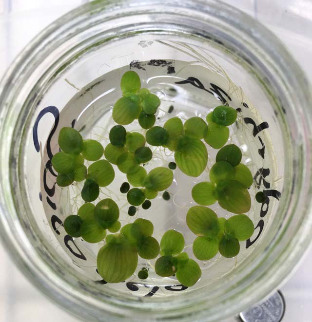 Duckweed in a  jar