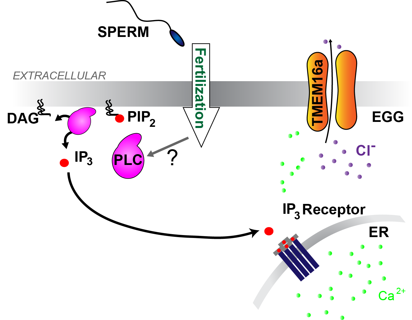 Graphic diagram of the fertilization process
