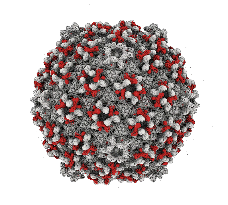 A Cryo-EM reconstruction of phage Bxb1's capsid