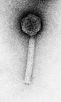 Microscopic image of a virus