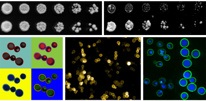 Pretty yeast pictures