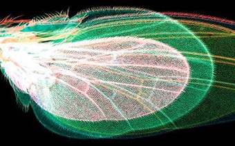 X-ray of an insect wing