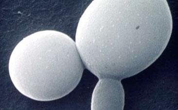 Microscopic image of cells splitting